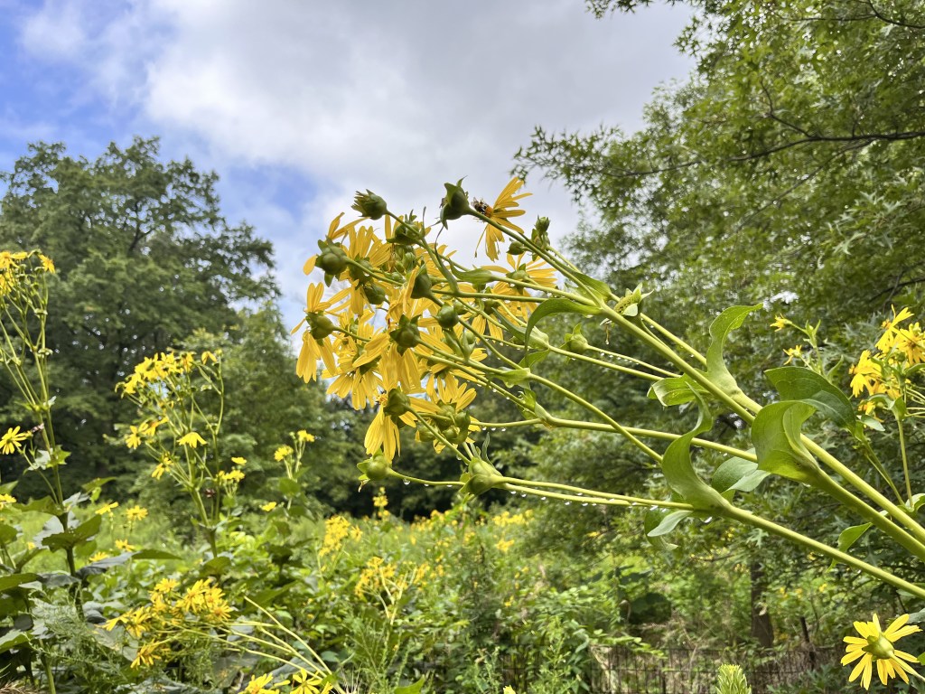 Out of the Lion’s Gate and Into the&nbsp;Fire