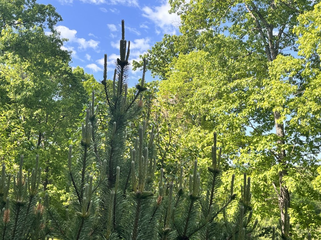 Balancing Solar and Lunar Energies