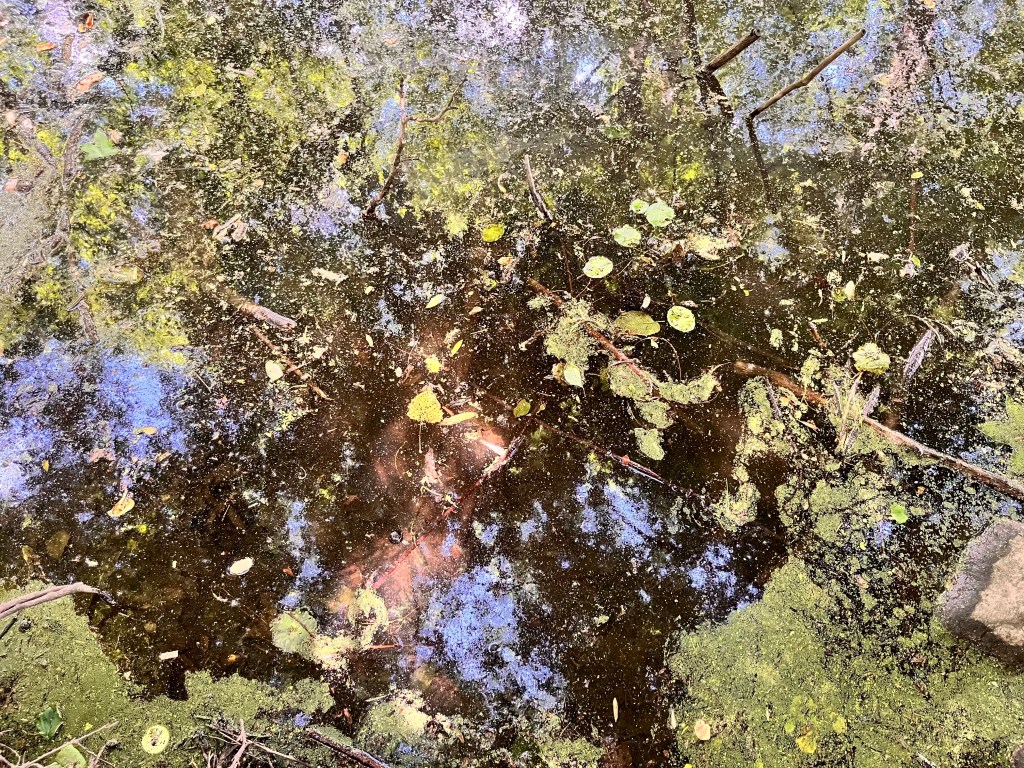 Death and Afterbirth at the bottom of a&nbsp;Lake