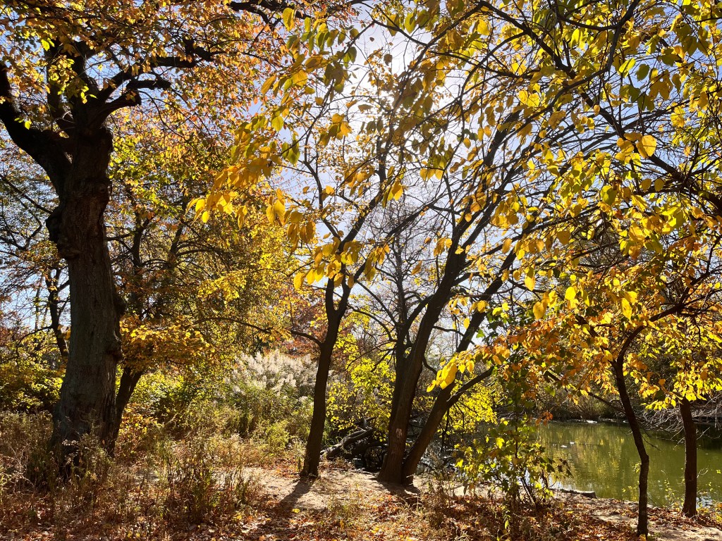 Nervous System Tuning with Reiki and&nbsp;Tantra